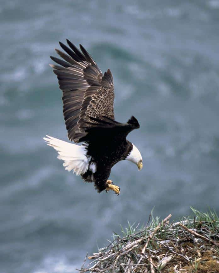 Eagle landing on his nest