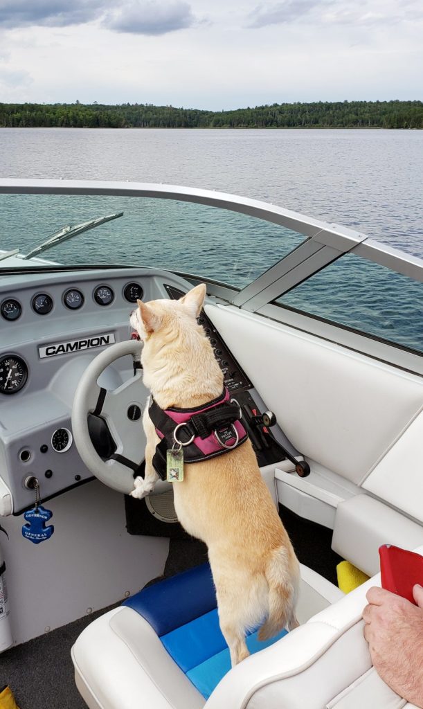 Mark WInkler's dog Lilly docking the boat - Kenora 2019
