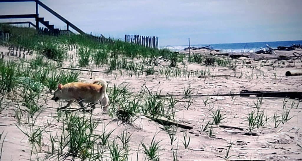 Mark Winkler's dog Lilly at the ocean in the dunes